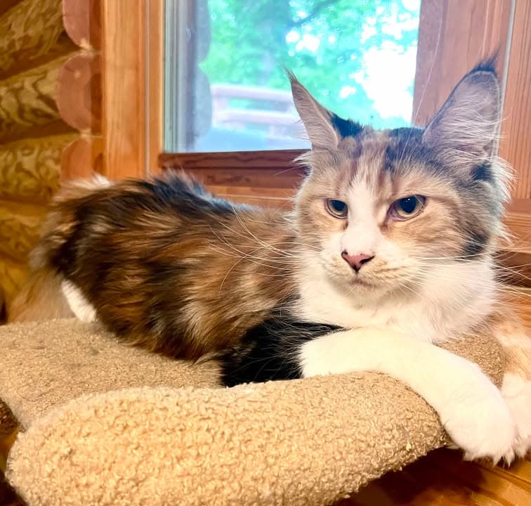 Cleo